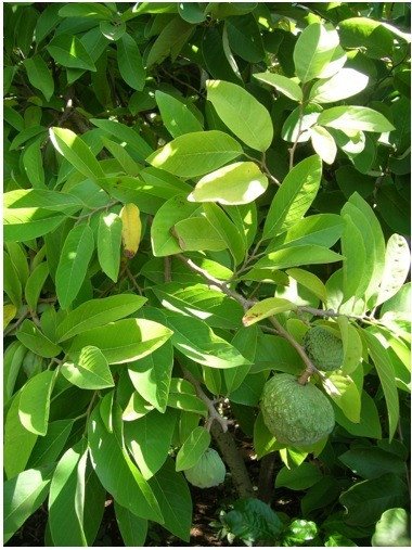 Sugar Apple (Engl.), Atis (Tag)