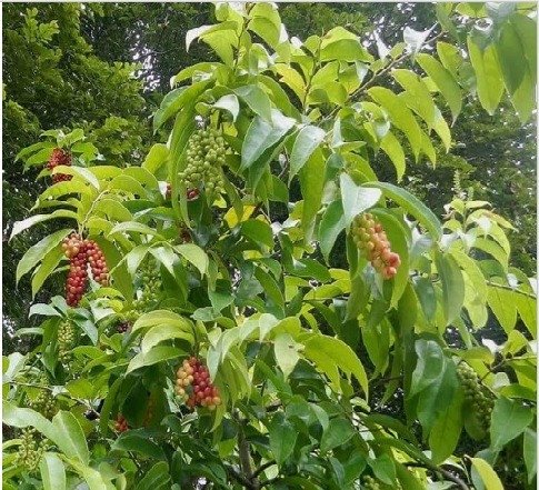 Currant Tree (Engl.), Bignay (Tag.)