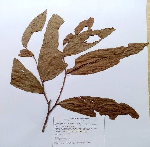 Agarwood (Engl.)