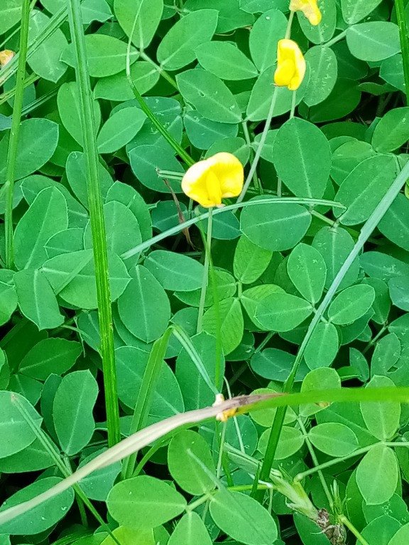 Pinto Peanut (Engl.)