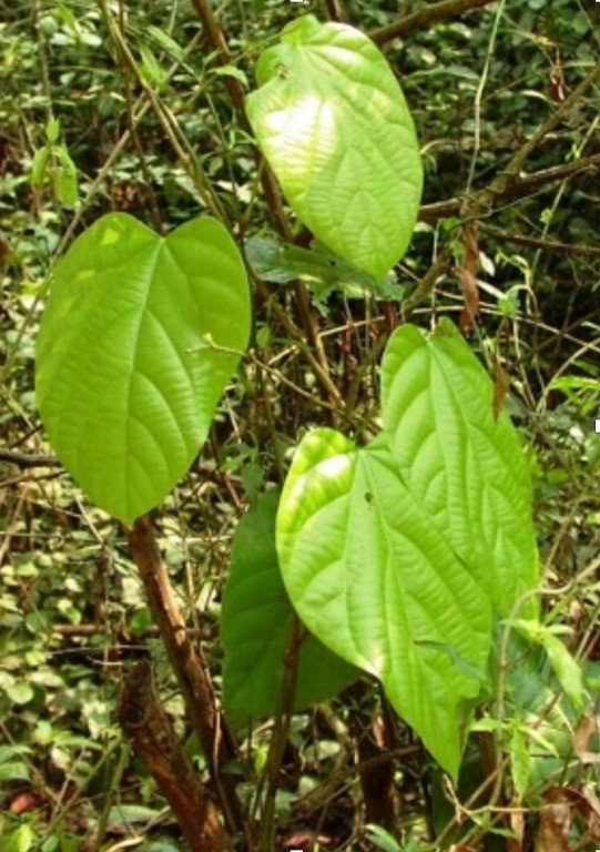 Yellow-Fruit Moonseed (Engl.), Alibutra (Bis.)