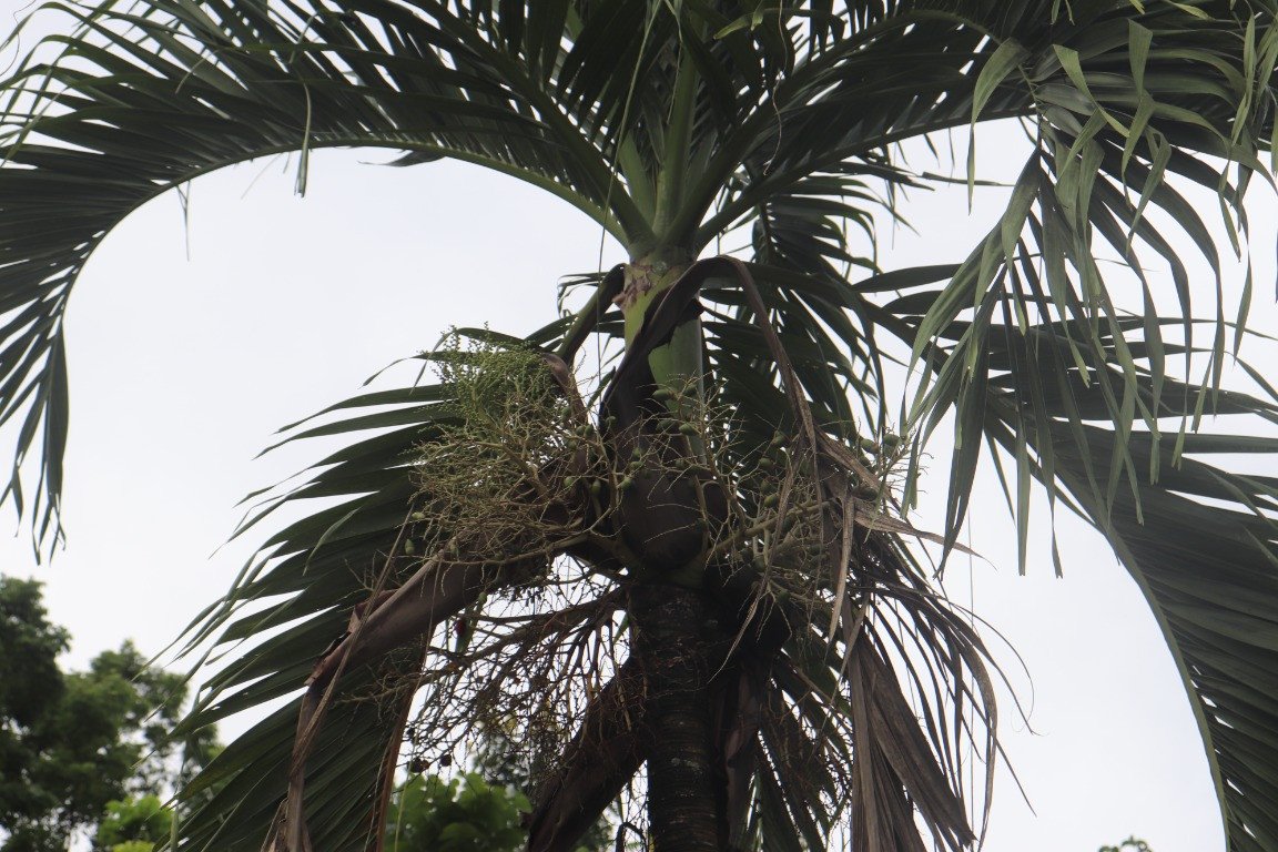 Betel palm (Eng.)