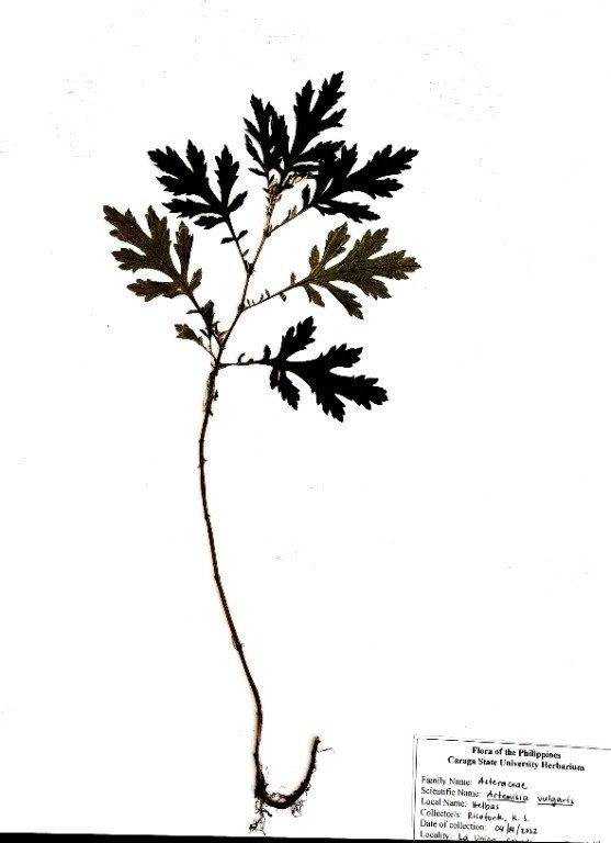 Mugwort (Engl.)
