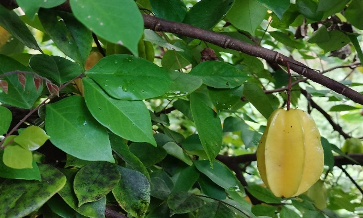 Star Fruit (Engl.)