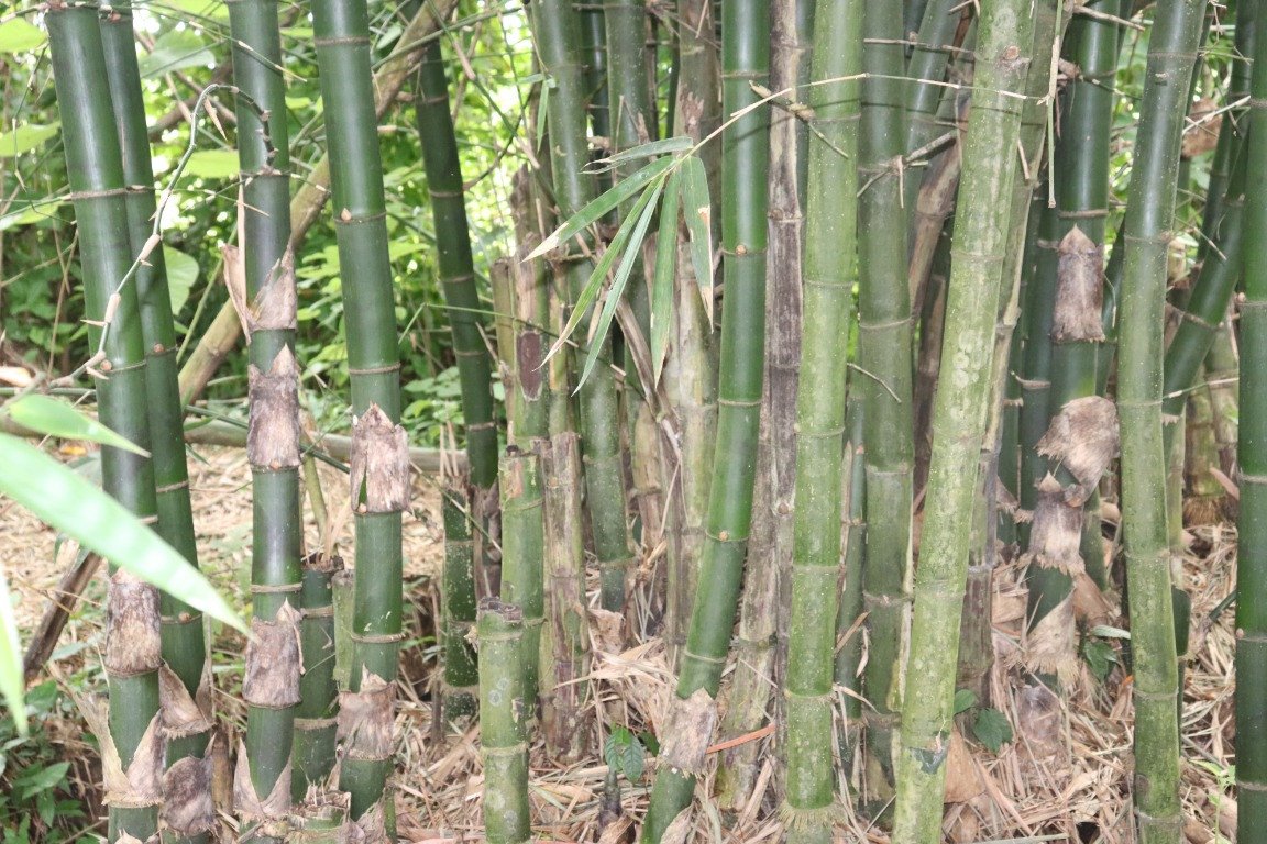 Bamboo (Engl.), Kawayan (Tag.)