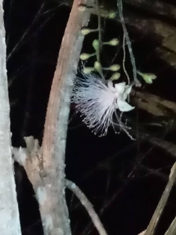 Freshwater Mangrove (Engl.), Putat (Tag.),