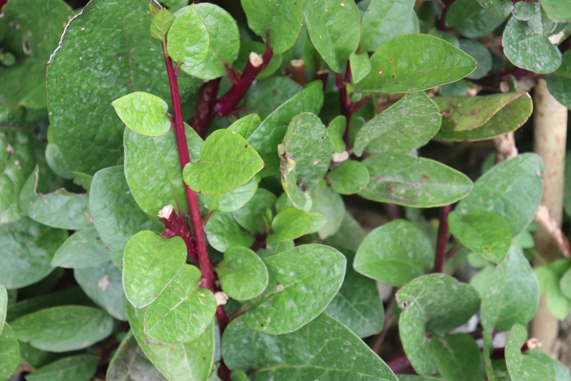 Malabar Spinach (Engl.)