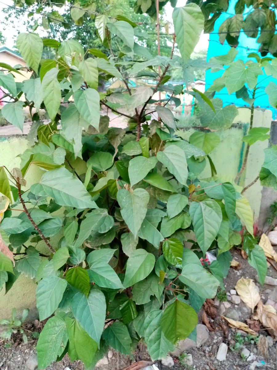Anato or Lipstick Tree (Engl.)