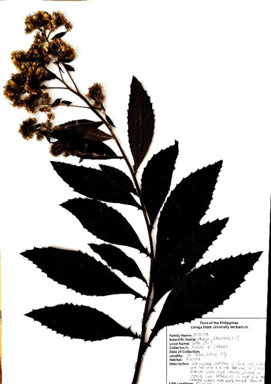 Nagi Camphor (Engl.), Sambong (Tag.)