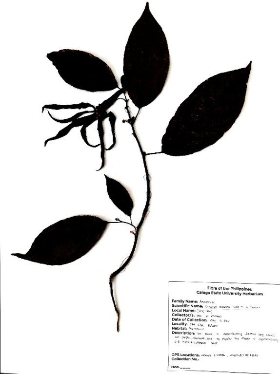 Perfume Tree (Engl.), Ilang-Ilang (Tag.),