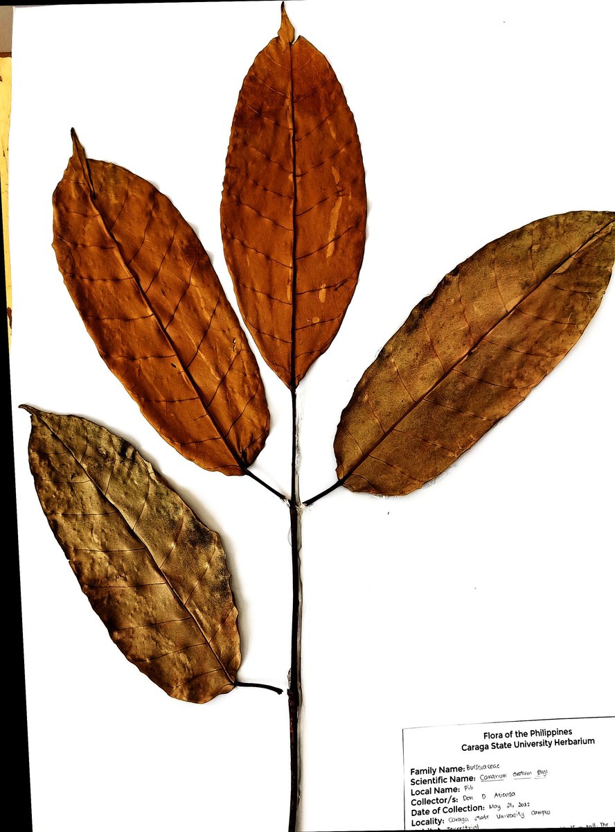 Pilinut Tree (Engl.)