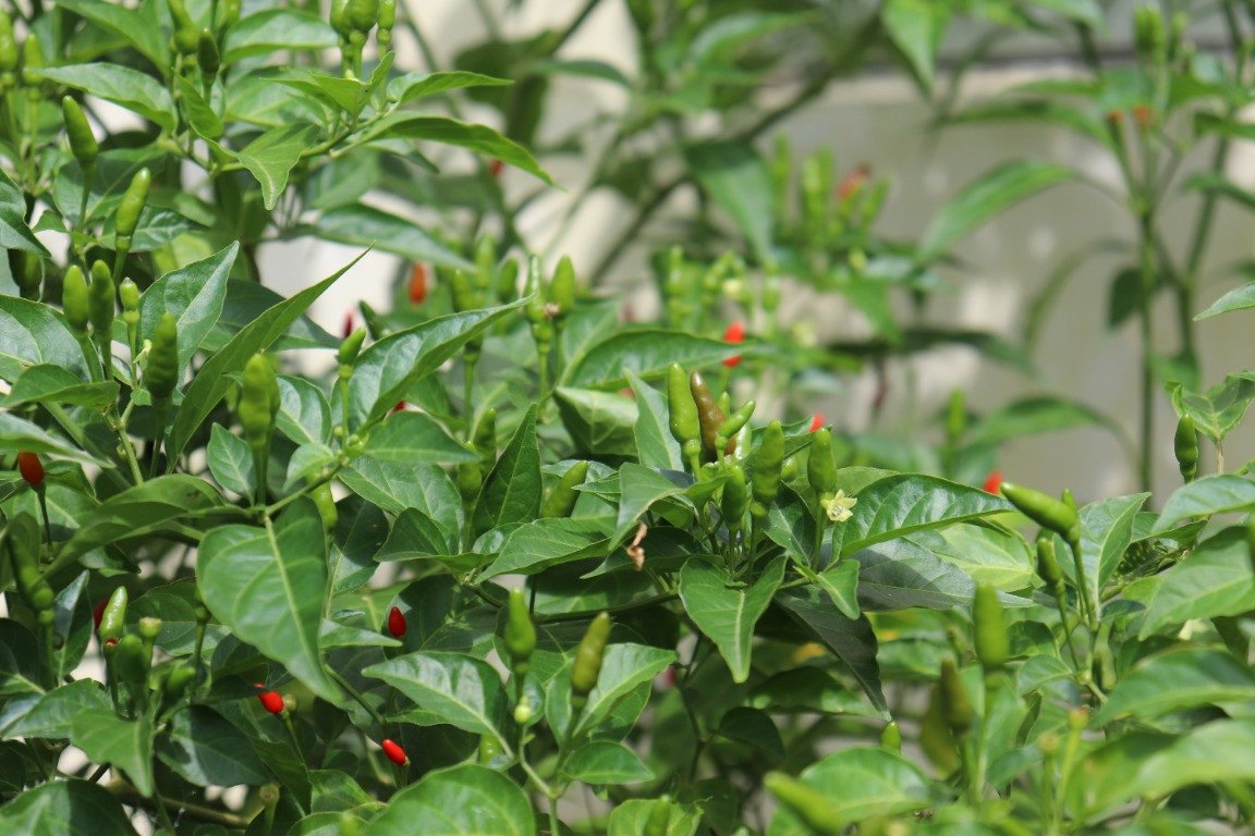 Hot pepper (Engl.), Sili (Tag.)