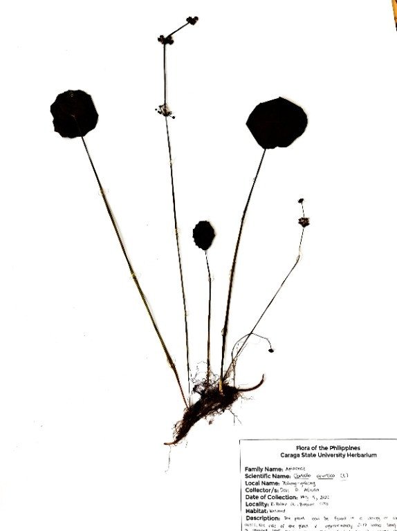 Spadeleaf (Engl.)