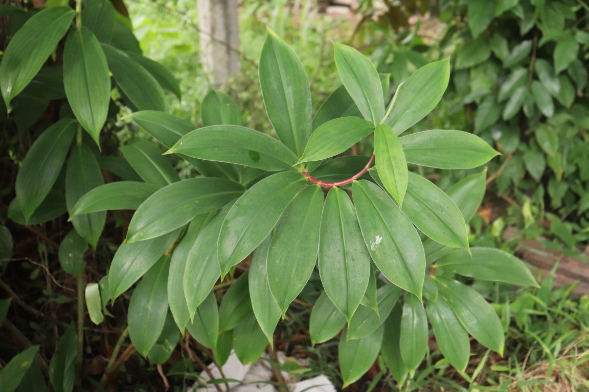 Insulin Plant (Engl.)