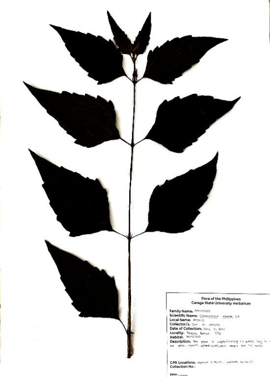 Siam Weeds (Engl.)