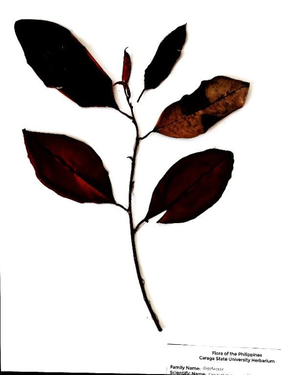 Star Apple (Engl.)