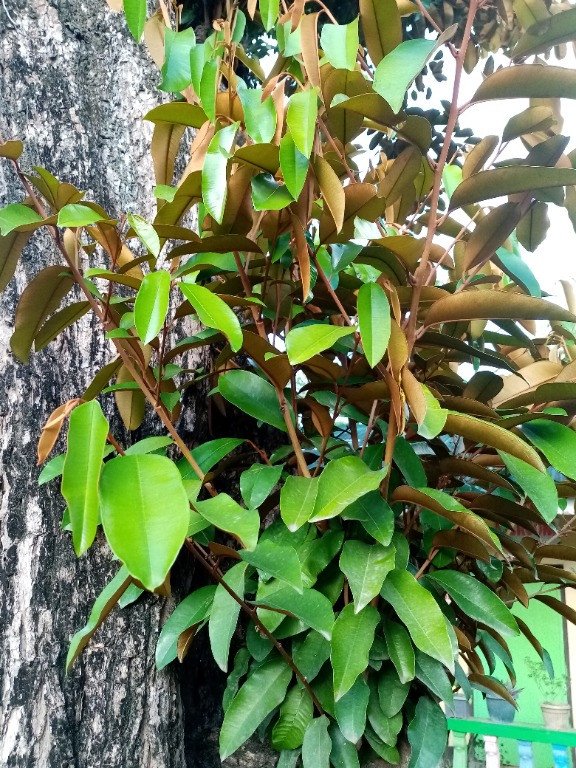 Cinnamon (Engl.), Kalingag (Tag.)