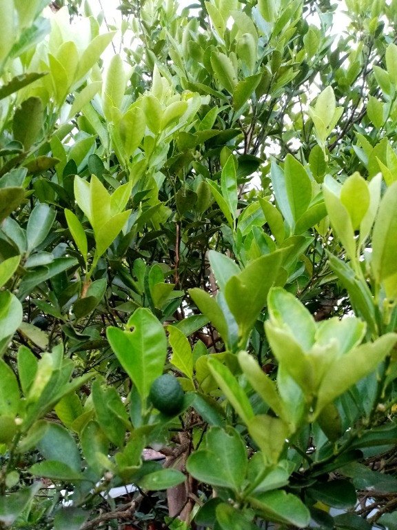 Calamondin (Engl.) Kalamansi (Tag.)