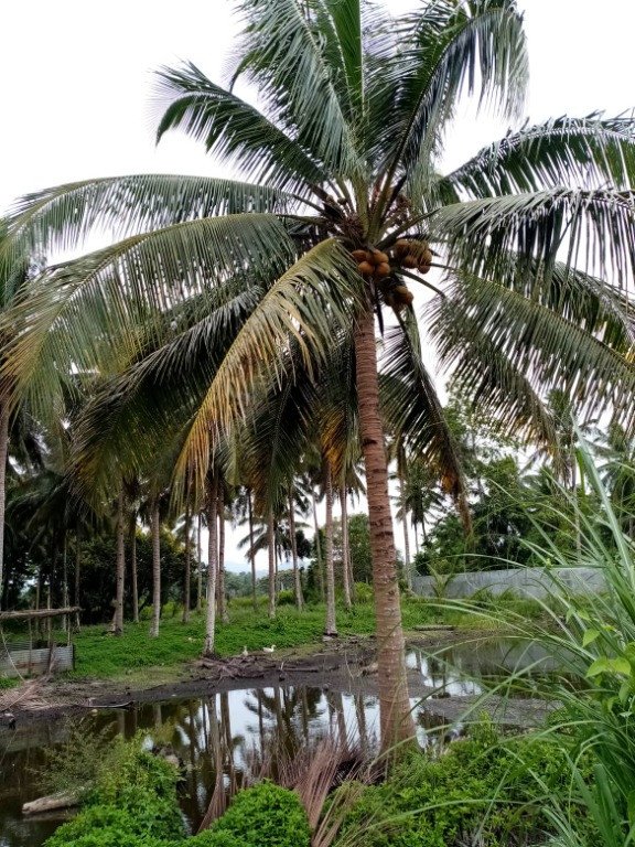 Coconut (Engl.), Niyog (Tag.)