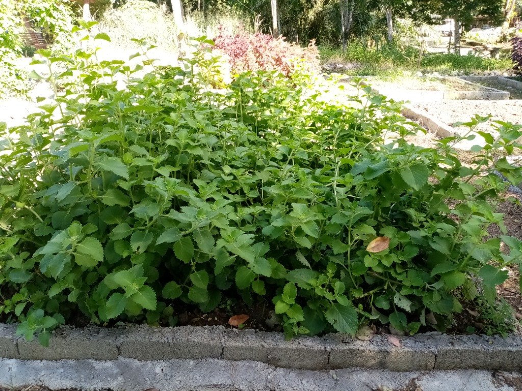 Soup Mint (Engl.), Oregano (Tag.)