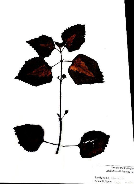Painted Nettle (Engl.), Mayana (Bis.), Atay-atay (Bis.)