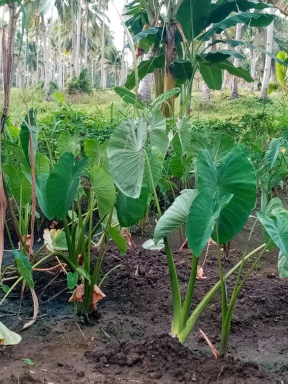 Taro (Engl.), Gabi (Bis.)