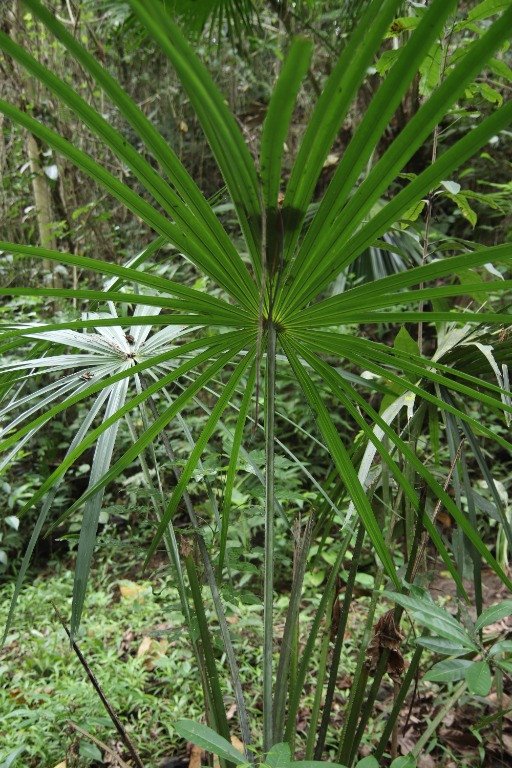 Talipot Palm (Engl.)