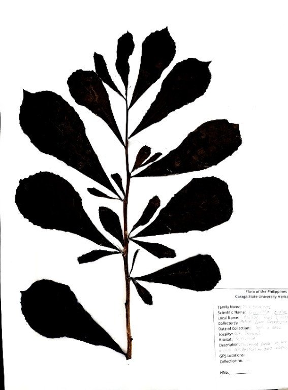 Calabash or Gourd Tree (Engl.), Miracle Fruit (Engl.)