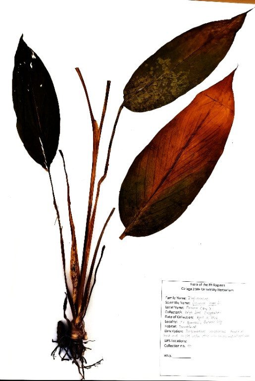 Turmeric (Engl.), Luyang Dilaw (Tag.)