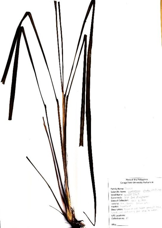 Lemon Grass (Eng.)