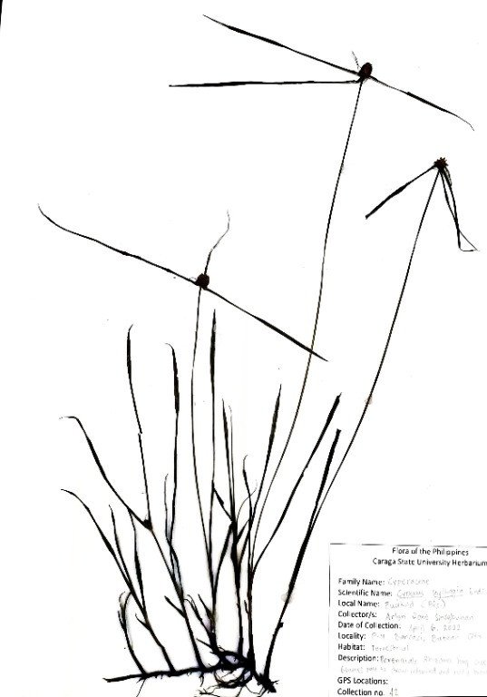 Whitehead Spike Sedge (Engl.), Anuang (Tag.)