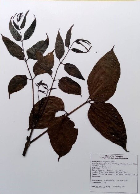 Mangrove Trumpet Tree (Engl.)