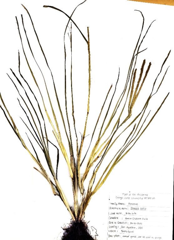 Goosegrass (Engl.), Paragis (Tag.)