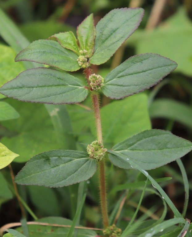 Asthma Weed (Engl.), Tawa-tawa (Bis.)