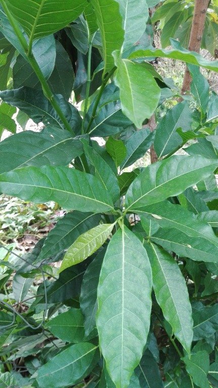 White Veined Fig (Engl.)