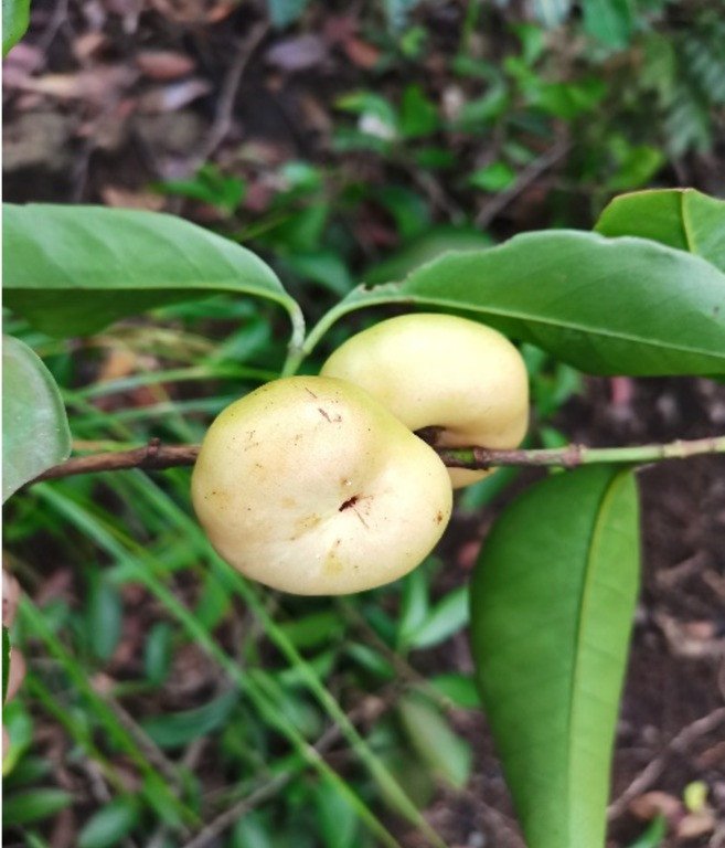 Batuan Fruit (Engl.), Binukaw or Batuan or Batwan (Tag., Bis.)
