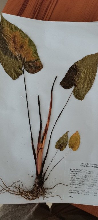 Queen of Hearts, Shade Plant (Engl.)