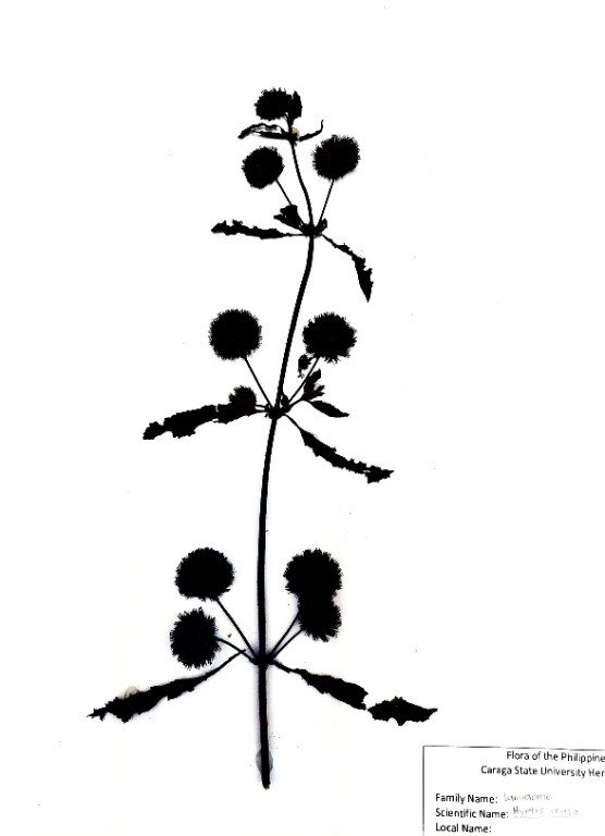 Knobweed (Engl.), Botonesan (Tag.)