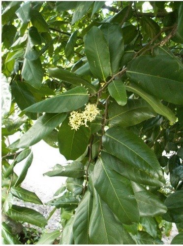Polynesian Chestnut (Engl.),