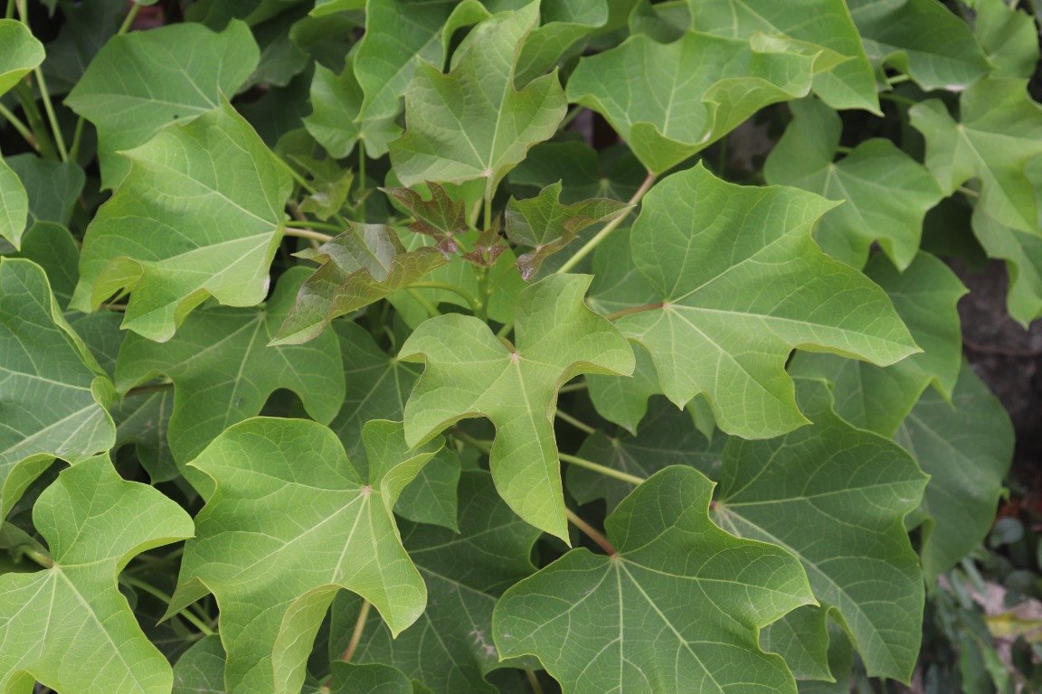 Physic Nut (Engl.)