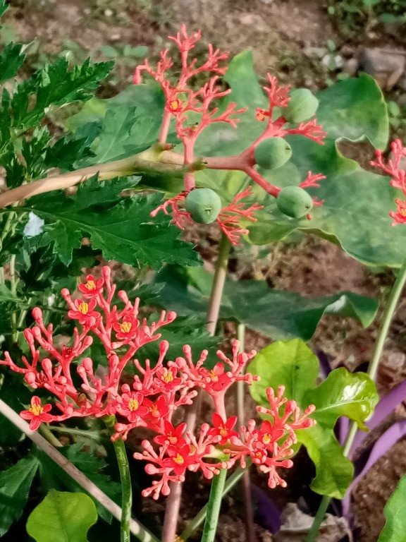 Buddha Belly Plant (Engl.), Ginseng (Bis.)