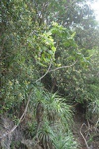 Greater Grasshopper Tree (Engl.)