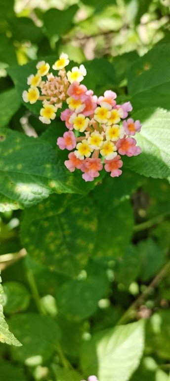 Large Leaf lantana (Engl.), Kantutay (Bis.)