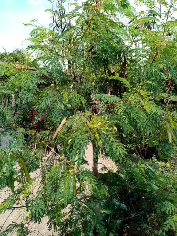 White Lead Tree, White Tamarind (Engl.), Ipil-Ipli (Tag.)