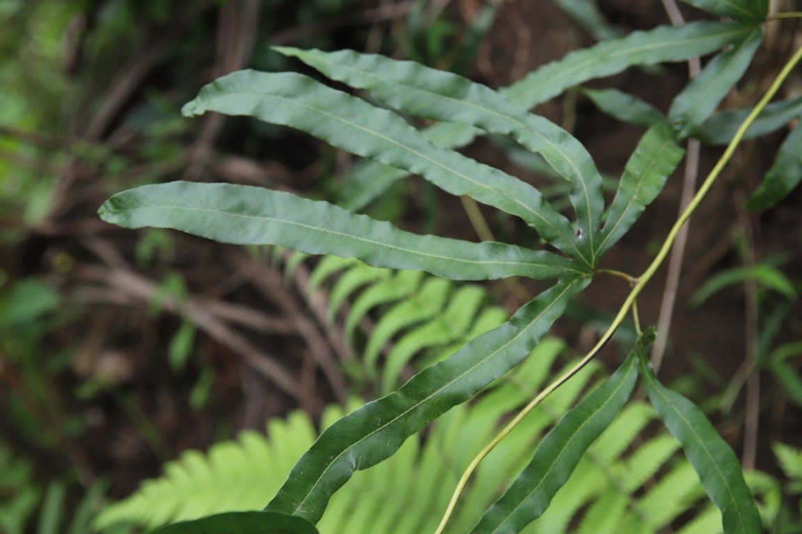 Red Finger Fern (Engl.)