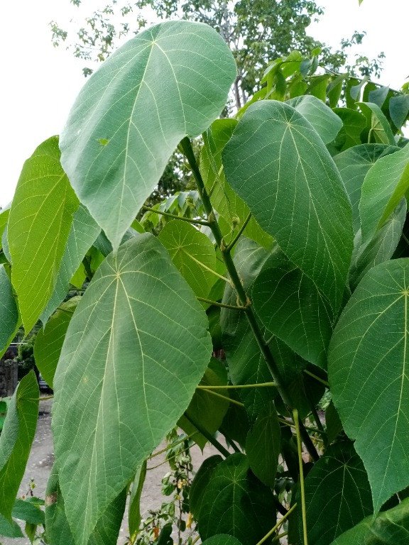 Parasol Leaf Tree (Engl.), Binunga (Tag., Bis.)