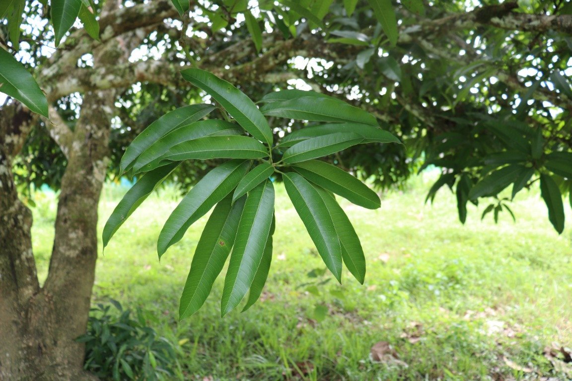 Mango (Engl.) Mangga (Tag.)