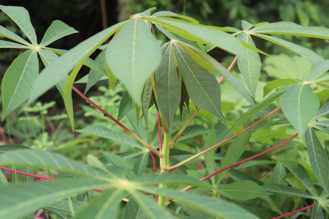 Cassava (Engl.)