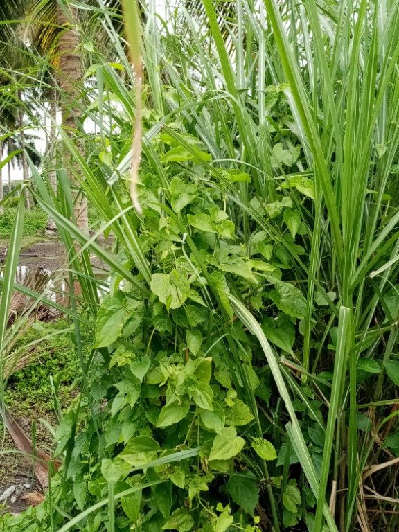 Bittervine or Chinese Creeper (Engl.)
