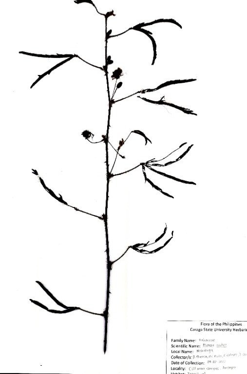 Touch-Me-Not (Engl.), Makahiya (Tag.)